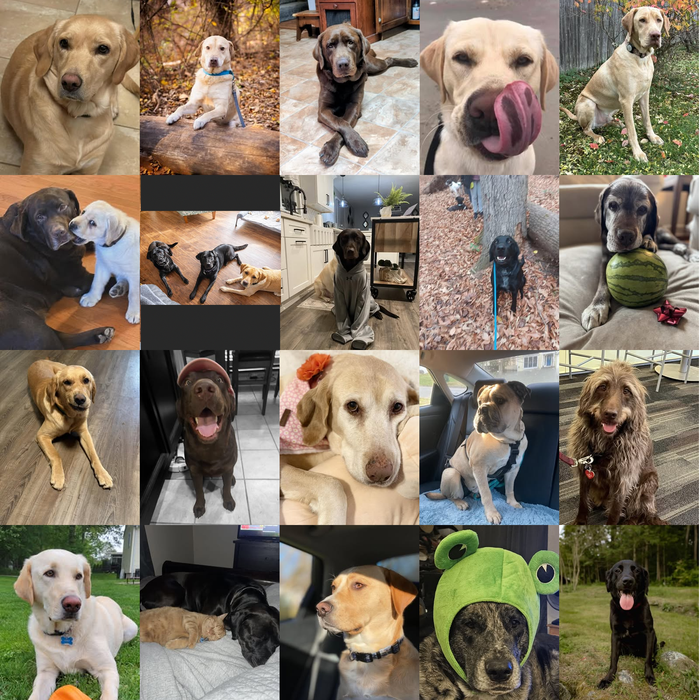 Meet Our Dogs of the Month — April