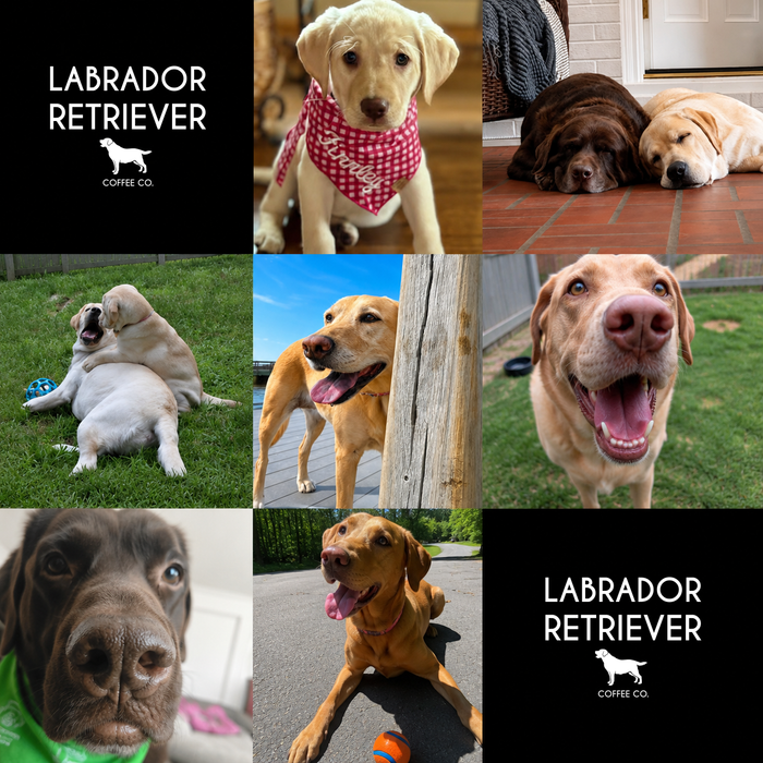 Meet Our Dogs of the Month — August 2026