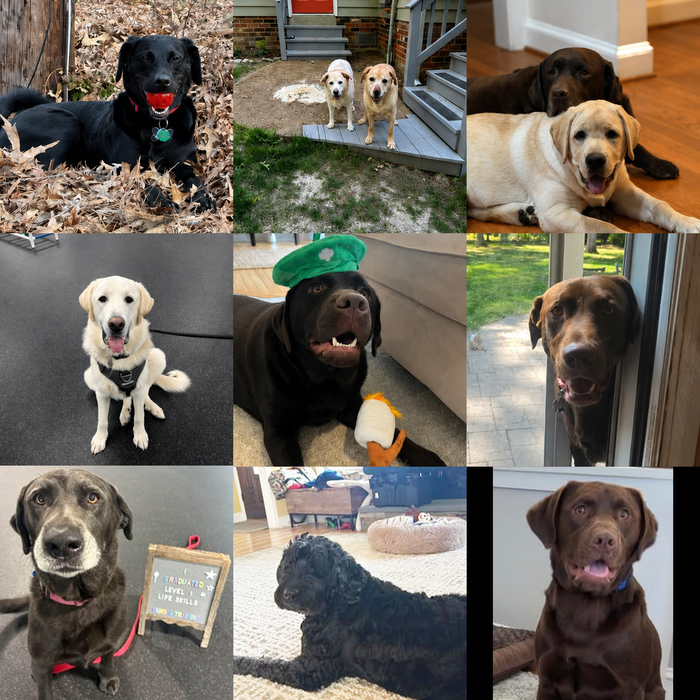Meet Our Dogs of the Month — May