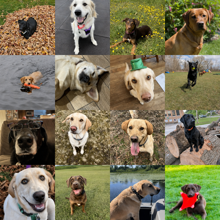 Meet Our Dogs of the Month — June
