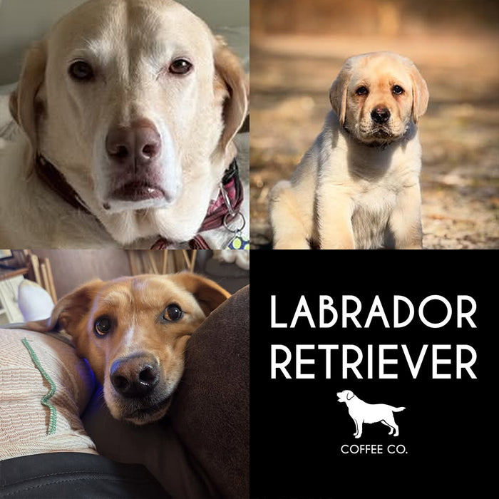 Meet Our Dogs of the Month — March