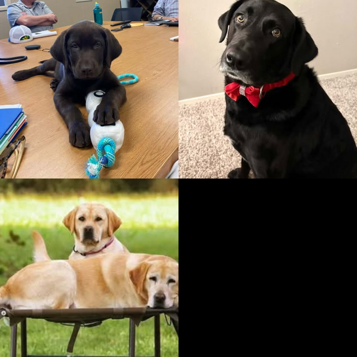 Meet Our Dogs of the Month — October 2026