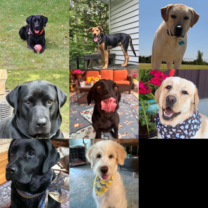 Meet Our Dogs of the Month — September 2026