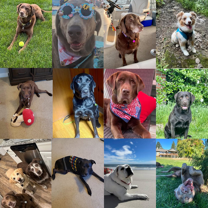 Meet Our Dogs of the Month — August