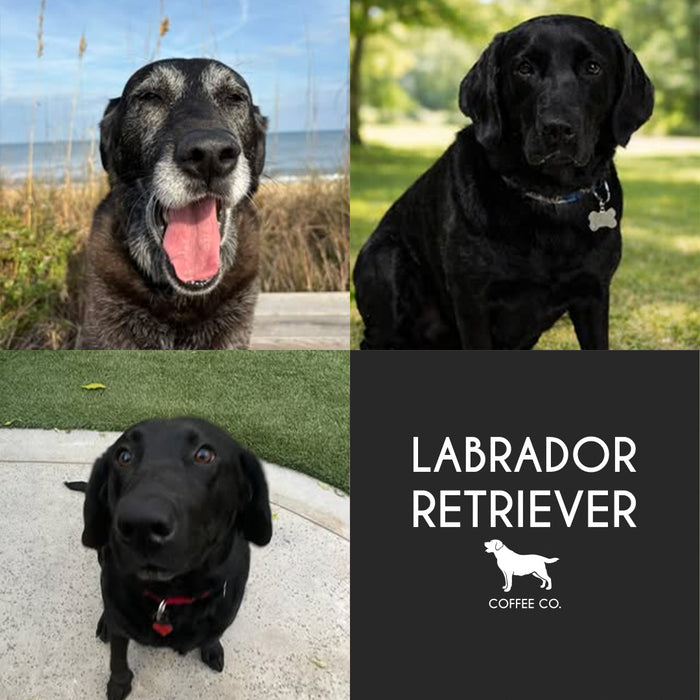 Meet Our Dogs of the Month — February