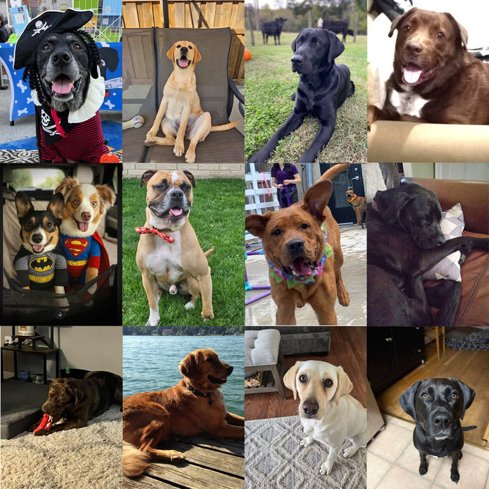 Meet Our Dogs of the Month — October