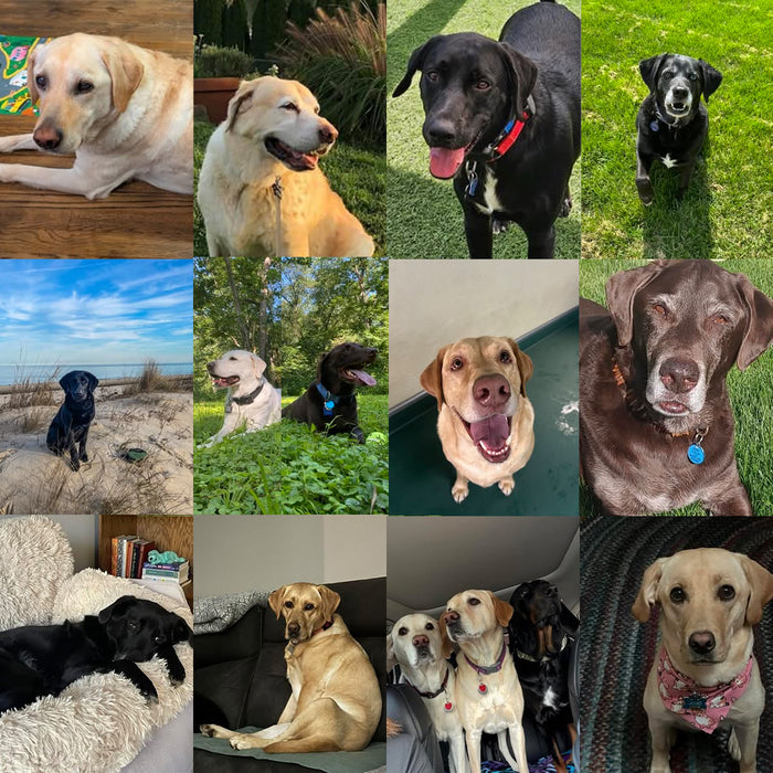 Meet Our Dogs of the Month — September